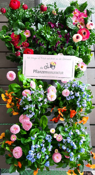 Die Pflanzenmanufaktur aus Westerstede  Dein online Pflanzenhandel – Die  Pflanzenmanufaktur GbR